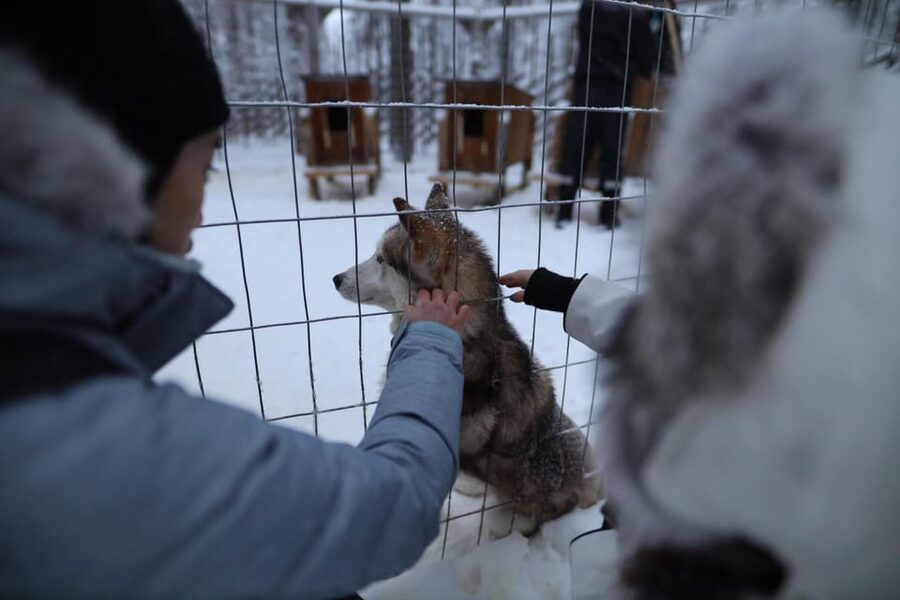 Rovaniemi: Santa Claus Village Tour Huskies & Reindeer ride - Rovaniemi to Santa Claus Village: short transfer, big atmosphere