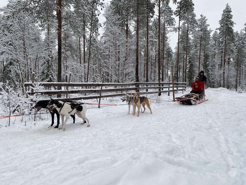 Rovaniemi: Santa Claus Village Tour Huskies & Reindeer ride - Best season for this tour: winter sled rides vs summer and autumn