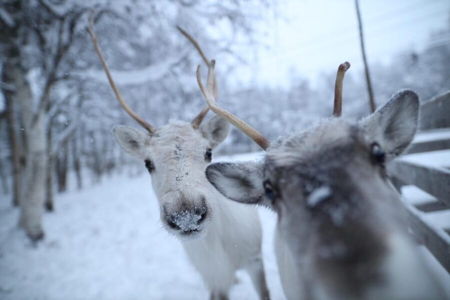 Rovaniemi: Santa Claus Village Tour Huskies & Reindeer ride - Meeting Santa Claus at the Village, then mailing a postcard