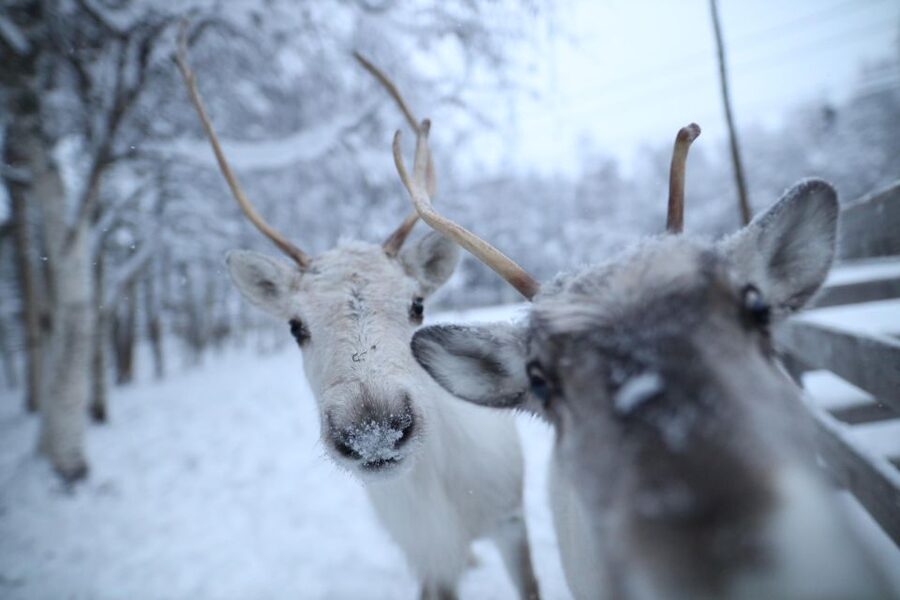 Rovaniemi: Santa Claus Village Tour Huskies & Reindeer Visit - Weather, clothing, and comfort tips that save your trip