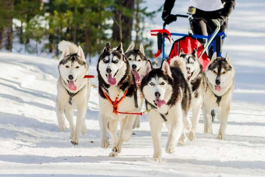 Rovaniemi: Santa Claus Village with Husky & Reindeer Ride - How the timing works in real life, pickup, and your 5-minute window