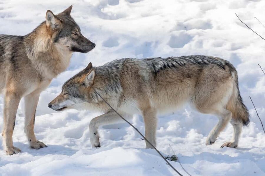 Rovaniemi: Santa, Reindeer & Ranua Zoo with Private Tour - What I Found Valuable About the Private Pace