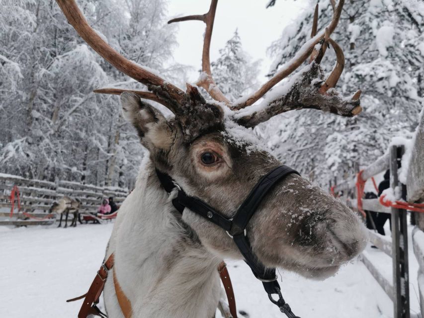 Rovaniemi: Santa's Reindeer and Husky Safari with Aurora BBQ - Key Things I Think Are Worth Your Attention