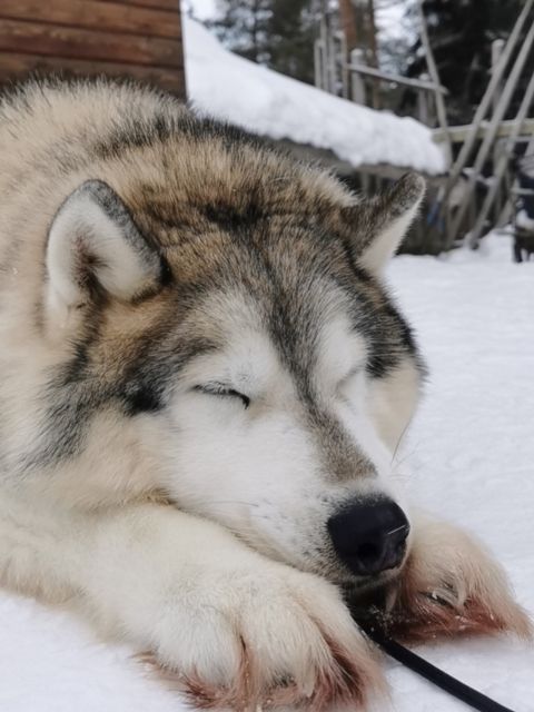 Rovaniemi: Santa's Reindeer and Husky Safari with Aurora BBQ - How to Make the Most of It, Even If the Sky Is Cloudy