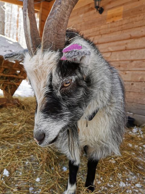 Rovaniemi: Santa's Reindeer and Husky Safari with Aurora BBQ - A Two-Part Rovaniemi Day, Husky in the Morning, Aurora by Night