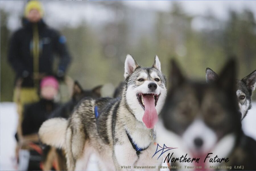 Rovaniemi: Santa's Reindeer and Husky Safari with Aurora BBQ - Santa Village Free Time After the Morning Ends