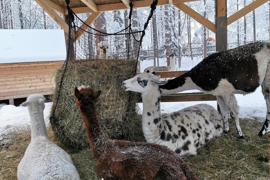 Rovaniemi: Santa's Reindeer and Husky Safari with Aurora BBQ - What’s Included, and Why It Helps in Real Lapland Weather