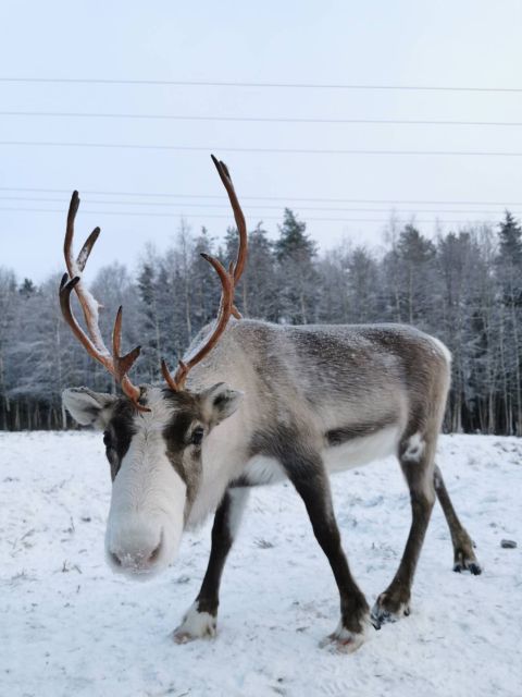 Rovaniemi: Santa's Reindeer and Husky Safari with Aurora BBQ - Transport, Timing, and Getting Through the Day Without Burning Out