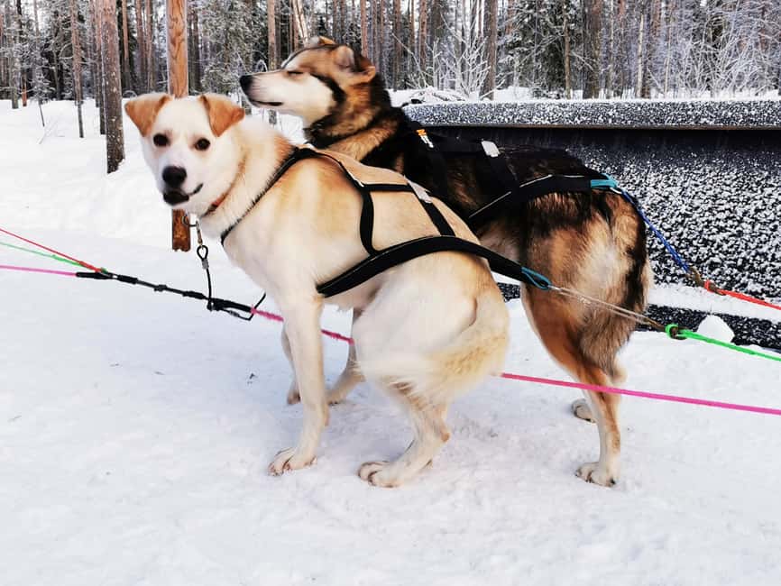 Rovaniemi: Santa's Reindeer and Husky Safari with Aurora BBQ - Price and Value: What You’re Paying For at $281 Per Person