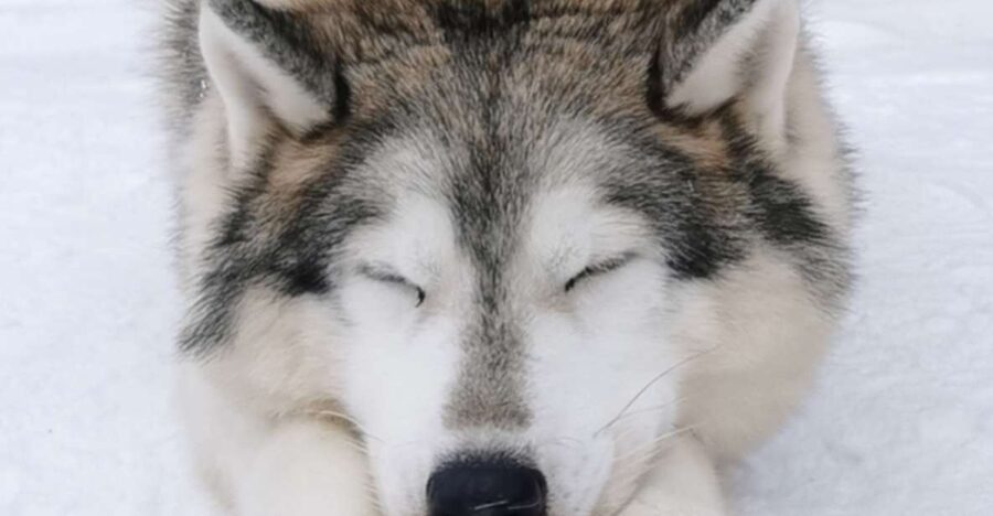 Rovaniemi: Santa's Reindeer and Husky Safari with Aurora BBQ - Who This Tour Fits Best (And Who Should Skip It)