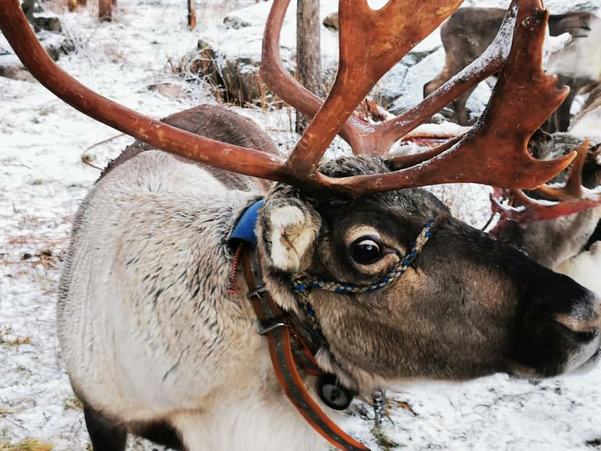 Rovaniemi: Santa's Reindeer and Husky Safari with Aurora BBQ - Morning Safari: 500m Husky Ride Meets 400m Reindeer Time