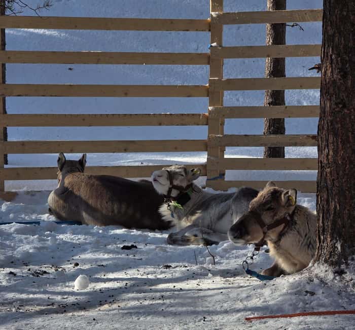 Rovaniemi:Self-drive Husky safari with a Reindeer Farm visit - Why this Rovaniemi husky-to-reindeer route feels different