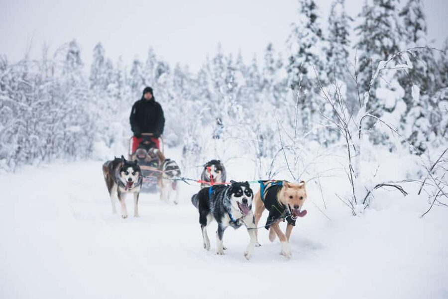 Rovaniemi: Self-Driving Husky Tour 7-kilometers - The self-driving husky safari: steering a sled with a pack at your back