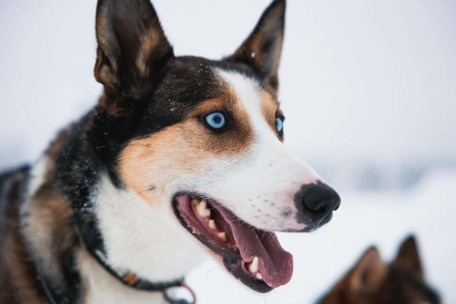 Rovaniemi: Self-Driving Husky Tour 7-kilometers - The 2-hour flow: pickup, instruction, then your husky sprint