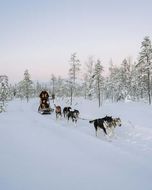 Rovaniemi: Small group Adults-Only 12-18km Husky Tour - Key things to know before you go