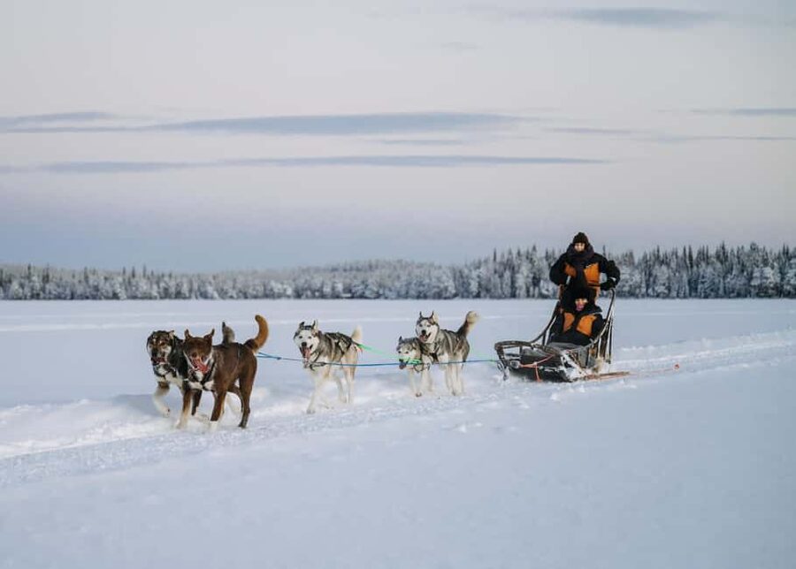 Rovaniemi: Small group Adults-Only 12-18km Husky Tour - Getting from Rovaniemi to Bearhill Husky without turning it into a whole day