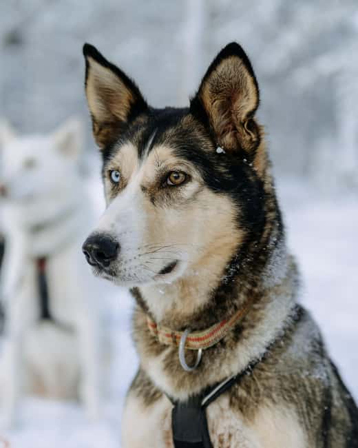 Rovaniemi: Small group Adults-Only 12-18km Husky Tour - The 12-18 km self-drive husky sled ride: what it feels like and how the halfway switch works