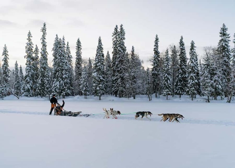 Rovaniemi: Small group Adults-Only 12-18km Husky Tour - A few considerations before you book