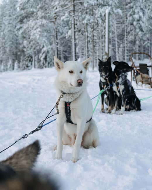 Rovaniemi: Small group Adults-Only 12-18km Husky Tour - Dressing for the Arctic: what you get, what you bring, and how to stay comfortable