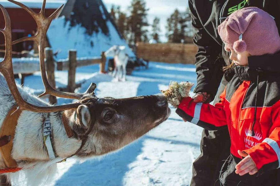 Rovaniemi: Snow Tour with Huskies, Reindeer, & Mini Scooters - How pickup works in Rovaniemi (and how not to miss the bus)