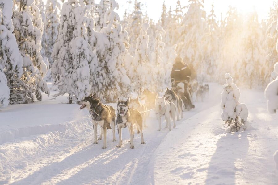 Rovaniemi: Snowmobile Safari, Reindeer & Husky Sleigh Ride - Key highlights worth your attention