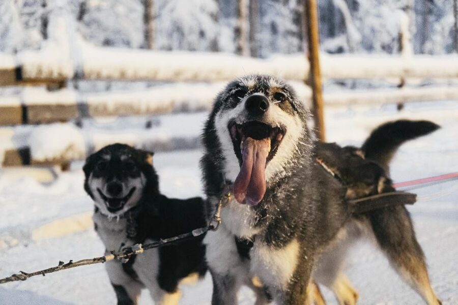 Rovaniemi: Snowmobile Safari, Reindeer & Husky Sleigh Ride - The husky stop: short sled time, close-up energy