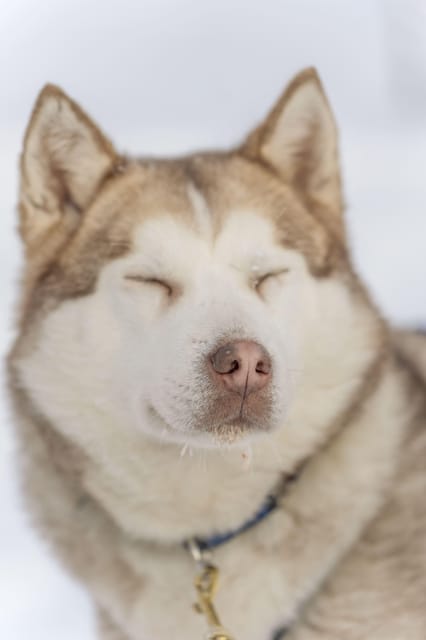 Rovaniemi: Snowmobile Safari, Reindeer & Husky Sleigh Ride - Gear up for minus-degree comfort, what you get and what you still need