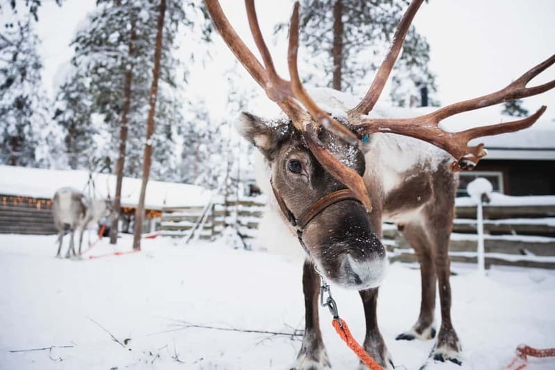 Rovaniemi: Snowmobile Tour and Reindeer Experience - Timing and how 3.5 hours actually works in the cold