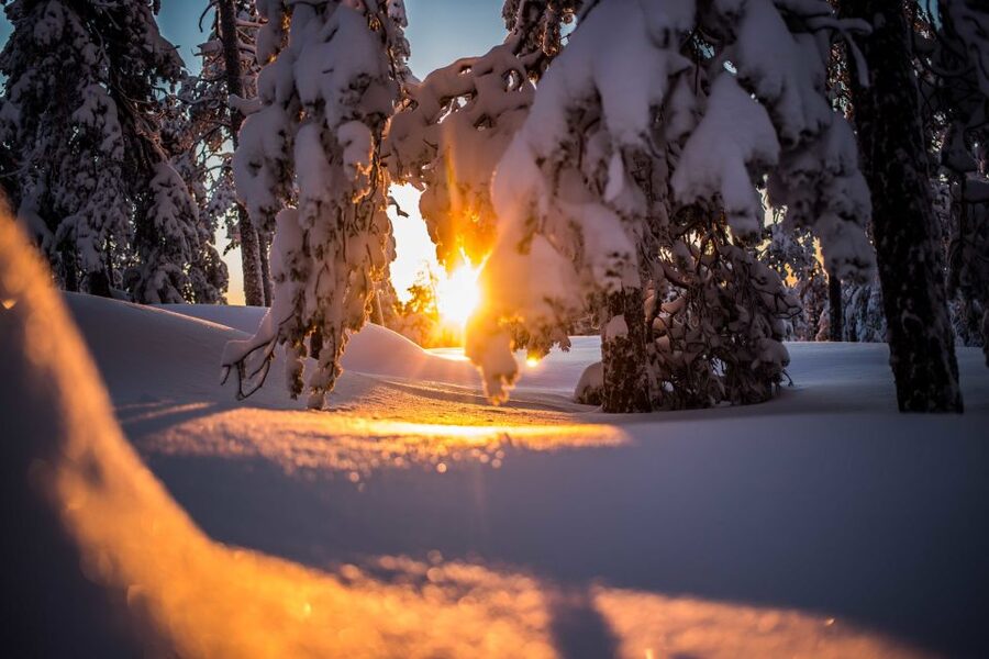 Rovaniemi: Snowshoe Wilderness Adventure with Photos & BBQ - Snowshoeing into Rovaniemi’s quiet Arctic forest