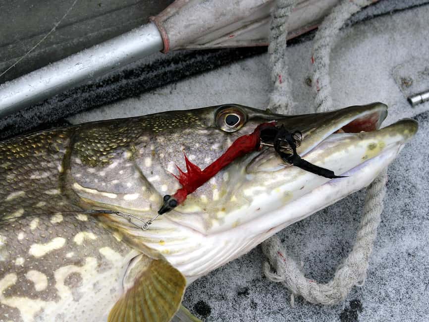 Rovaniemi: Snowshoeing, Ice Fishing and Salmon in Kota - Getting from Santa’s area to Lapland’s primeval forest