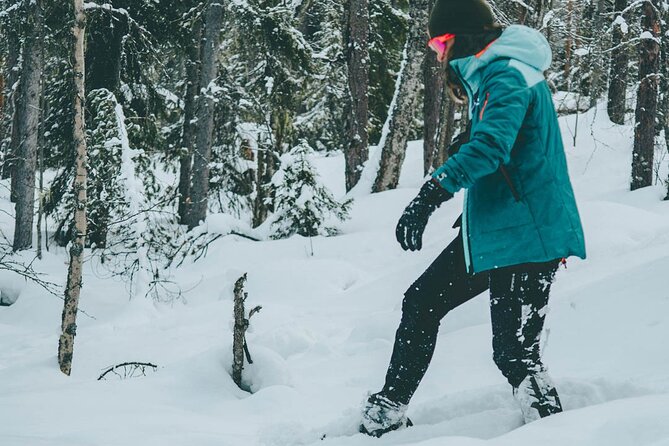 Rovaniemi: Snowshoeing in a magical snowy forest - Wildlife Clues You Can Watch For