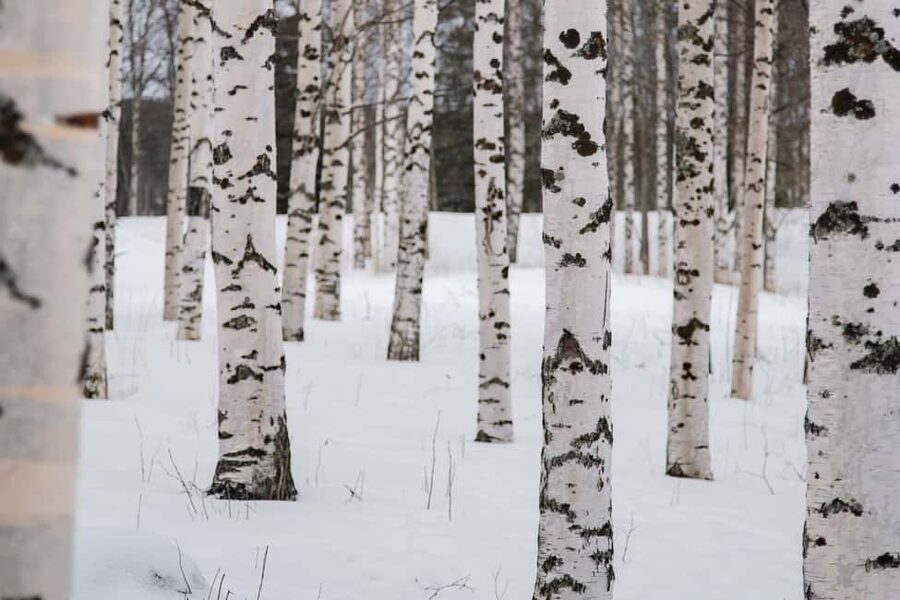 Rovaniemi: Snowshoeing in the Arctic Wilderness - Flint and steel fire lighting, then you try it