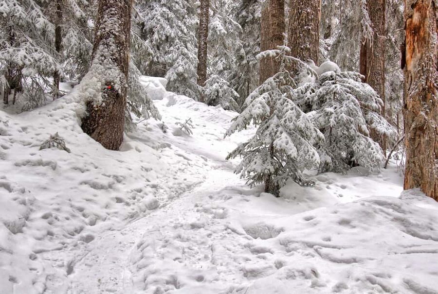 Rovaniemi: Snowshoeing Tour with Wild Lunch and Hotel Pickup - Wild Lunch by a Fire in a Teepee