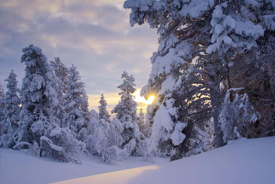 Rovaniemi: Snowy Forest Like in the Movies 3 Hour Tour - A Movie-Set Walk in the Snowy Forest Near Rovaniemi