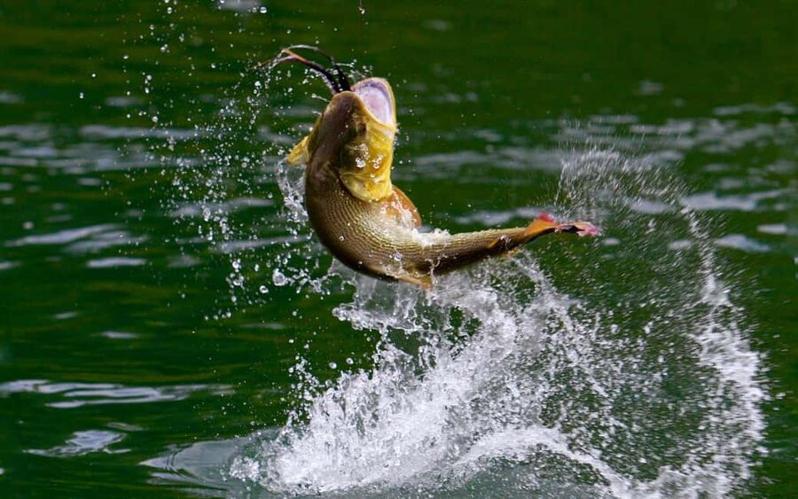 Rovaniemi: Summer & Autumn Fishing Tour in Lapland & BBQ - A heated 4x4 ride, plus lakeside food that feels like part of the day