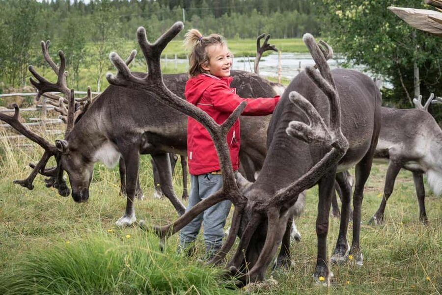 Rovaniemi: Summer/Autumn Reindeer Farm Experience - Key highlights worth planning for