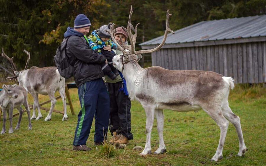 Rovaniemi: Summer/Autumn Reindeer Farm Experience - Why this reindeer farm visit changes in summer and autumn