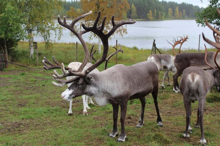 Rovaniemi: Summer/Autumn Reindeer Farm Experience - Meeting the herder and learning Lappish reindeer culture