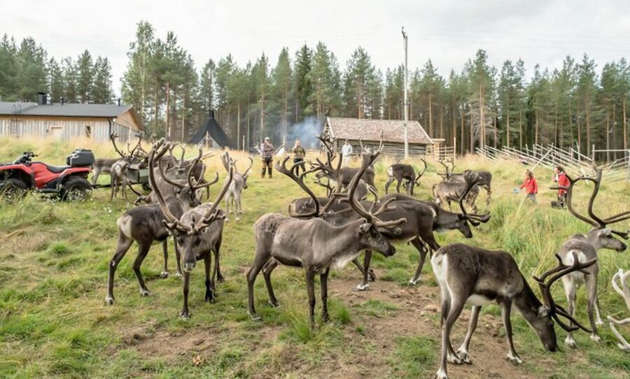 Rovaniemi: Summer Reindeer Farm Experience - At a glance