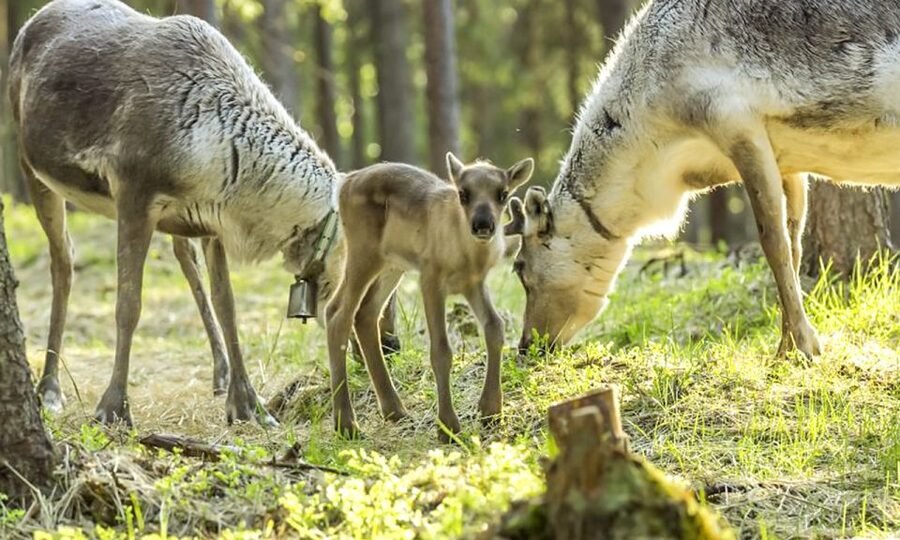 Rovaniemi: Summer Reindeer Farm Experience - Arriving at the Farm: Meeting the Herder and Learning the Basics