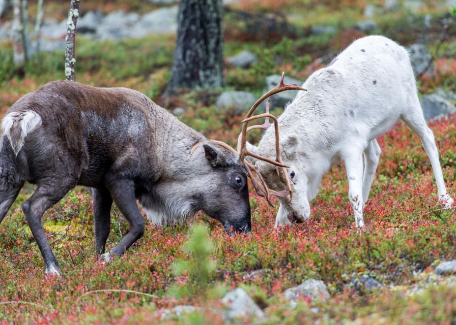 Rovaniemi: Summer Reindeer Farm Experience - Feeding Reindeer in Summer, Up Close to Velvet Antlers