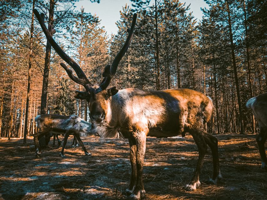 Rovaniemi: Summer Reindeer Farm Experience - Who This Tour Suits Best (and Who Might Prefer Something Else)