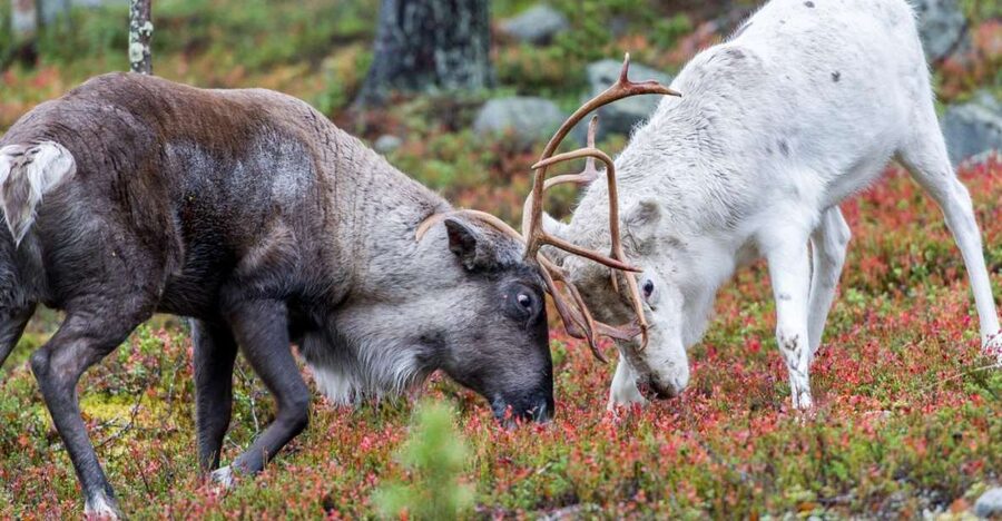 Rovaniemi: Summer Reindeer Farm Experience - Rovaniemi Pickup, the Half-Day Timing, and How the 5 Hours Work