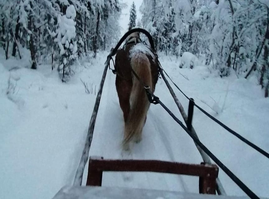 Rovaniemi: Traditional Finnhorse Sleigh Ride at SCV (3km) - After the ride: the hut, the fire, and what warm snacks actually mean