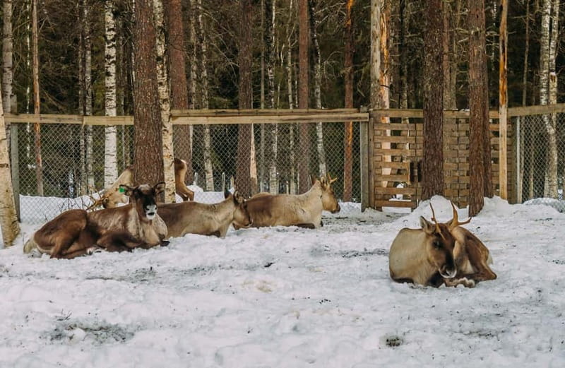 Rovaniemi: Trip to Ranua Zoo with Tickets - Key highlights to know before you go