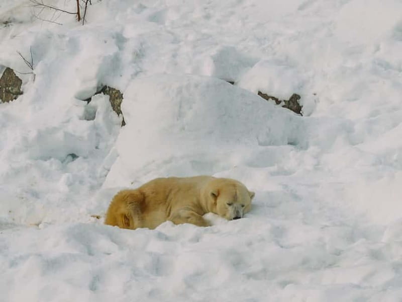 Rovaniemi: Trip to Ranua Zoo with Tickets - The white bear highlight and what else to hunt for