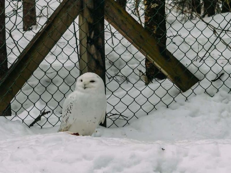 Rovaniemi: Trip to Ranua Zoo with Tickets - Staying warm and comfortable: what you should wear in Lapland