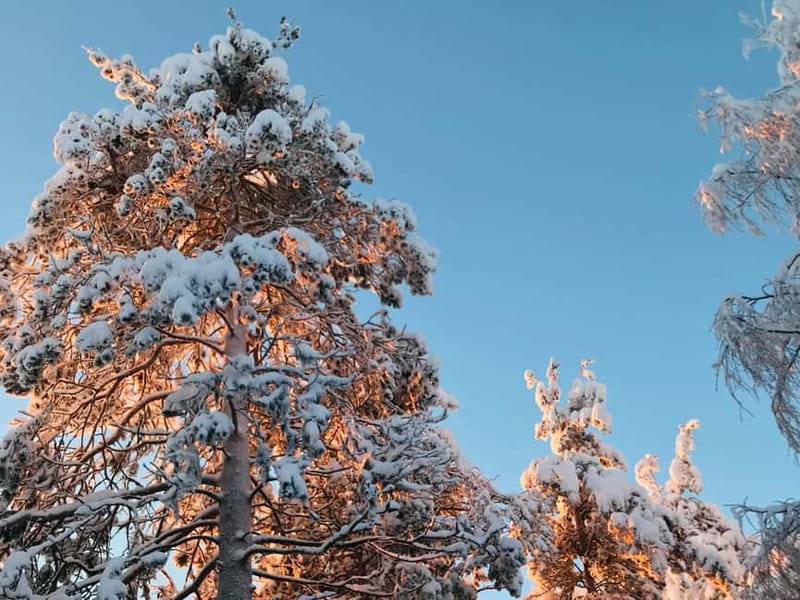Rovaniemi: Trip to Ranua Zoo with Tickets - Price and value: is $116 per person fair for what you get?