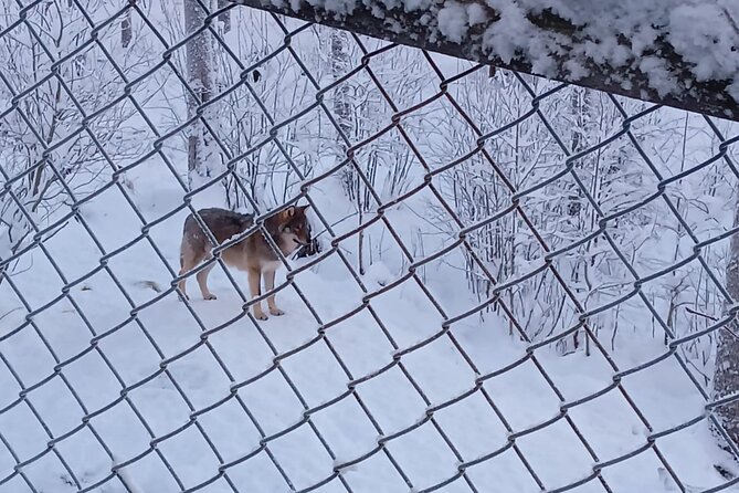 Rovaniemi: Trip to Ranua Zoo with Tickets Included - How Long You Actually Have, and What You Do With It