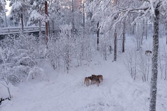Rovaniemi: Trip to Ranua Zoo with Tickets Included - Food and Treats: Lapland Lunch and Fazer Chocolate Stop